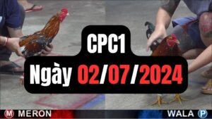 Trực tiếp đá gà CPC1 02-07-2024